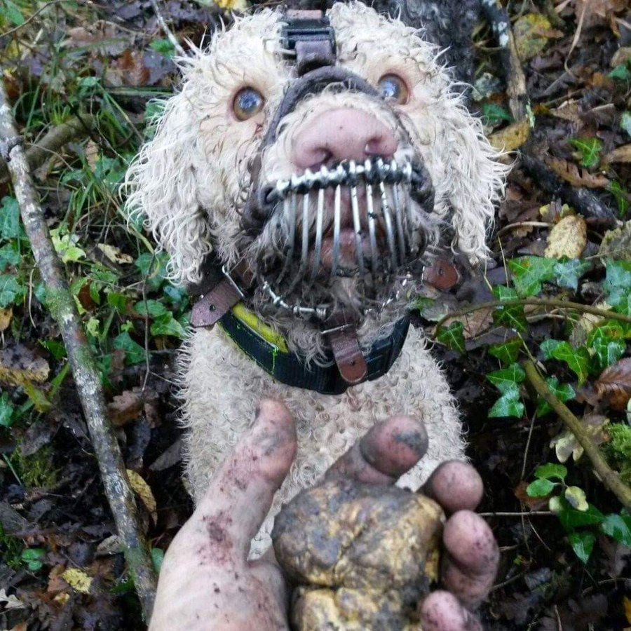 Chú chó này bị rọ mõm ngay cả khi đi vào rừng sâu, lý do bất ngờ: Tìm kim cương ẩm thực! - Ảnh 1.