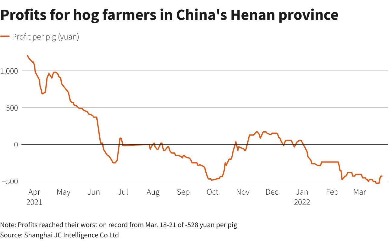 Ngành nuôi lợn ở Trung Quốc lao đao vì giá thức ăn chăn nuôi cao mà nhu cầu thịt  lợn lại giảm - Ảnh 1.