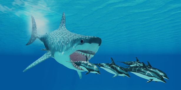 Giải mã lý do cá mập Megalodon bị tuyệt chủng, liệu có liên quan đến cá mập trắng? - Ảnh 1. Giải mã lý do cá mập Megalodon bị tuyệt chủng, liệu có liên quan đến cá mập trắng? - Ảnh 1.