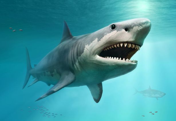 Giải mã lý do cá mập Megalodon bị tuyệt chủng, liệu có liên quan đến cá mập trắng? - Ảnh 5. Giải mã lý do cá mập Megalodon bị tuyệt chủng, liệu có liên quan đến cá mập trắng? - Ảnh 5.