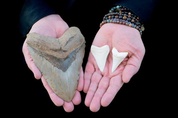 Giải mã lý do cá mập Megalodon bị tuyệt chủng, liệu có liên quan đến cá mập trắng? - Ảnh 4. Giải mã lý do cá mập Megalodon bị tuyệt chủng, liệu có liên quan đến cá mập trắng? - Ảnh 4.