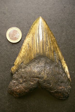 Giải mã lý do cá mập Megalodon bị tuyệt chủng, liệu có liên quan đến cá mập trắng? - Ảnh 3. Giải mã lý do cá mập Megalodon bị tuyệt chủng, liệu có liên quan đến cá mập trắng? - Ảnh 3.