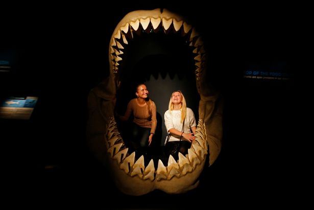 Giải mã lý do cá mập Megalodon bị tuyệt chủng, liệu có liên quan đến cá mập trắng? - Ảnh 6. Giải mã lý do cá mập Megalodon bị tuyệt chủng, liệu có liên quan đến cá mập trắng? - Ảnh 6.