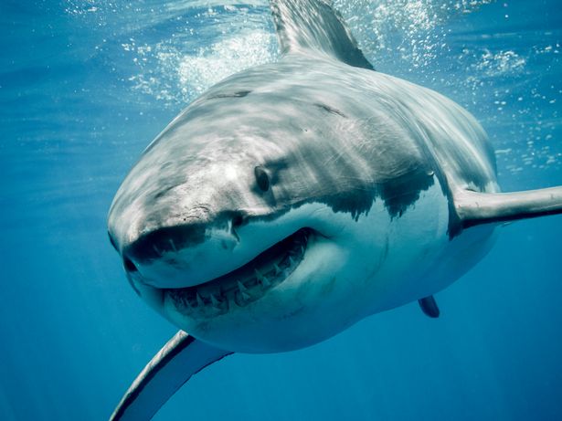 Giải mã lý do cá mập Megalodon bị tuyệt chủng, liệu có liên quan đến cá mập trắng? - Ảnh 2. Giải mã lý do cá mập Megalodon bị tuyệt chủng, liệu có liên quan đến cá mập trắng? - Ảnh 2.