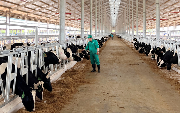 Vinamilk nhập đàn bò sữa 1000 con từ Mỹ về trang trại bò sữa Lao-Jagro tại Lào  - Ảnh 11.