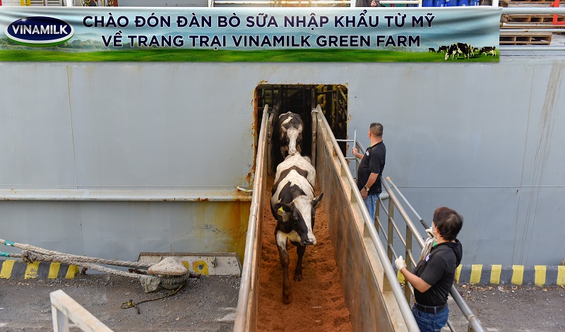 Vinamilk tiếp nhận thành công hơn 1.500 bò sữa nhập từ Mỹ về các trang trại Green Farm - Ảnh 1.