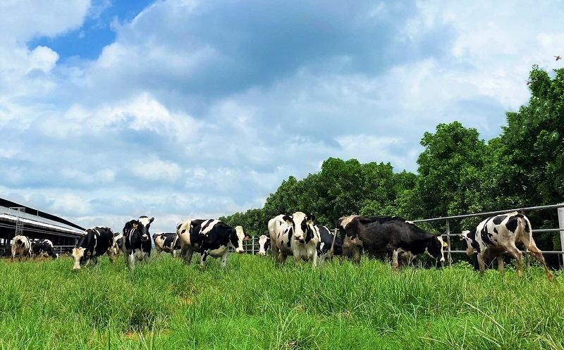 Vinamilk tiếp nhận thành công hơn 1.500 bò sữa nhập từ Mỹ về các trang trại Green Farm - Ảnh 5.