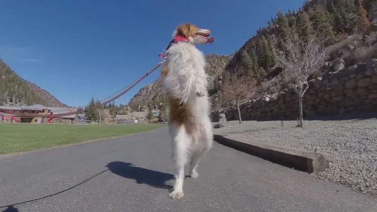 Dexter - Chú chó gây hiếu kỳ khi có thể đi hai chân như con người - Ảnh 1.