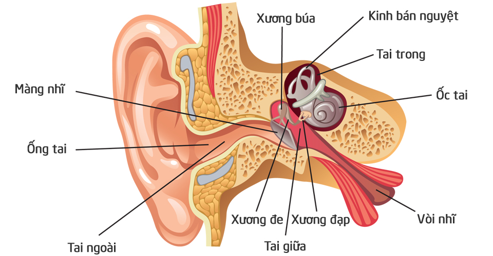 Đeo tai nghe nhiều có những ảnh hưởng tiêu cực ra sao? Sau đây là câu trả lời cho bạn - Ảnh 2.