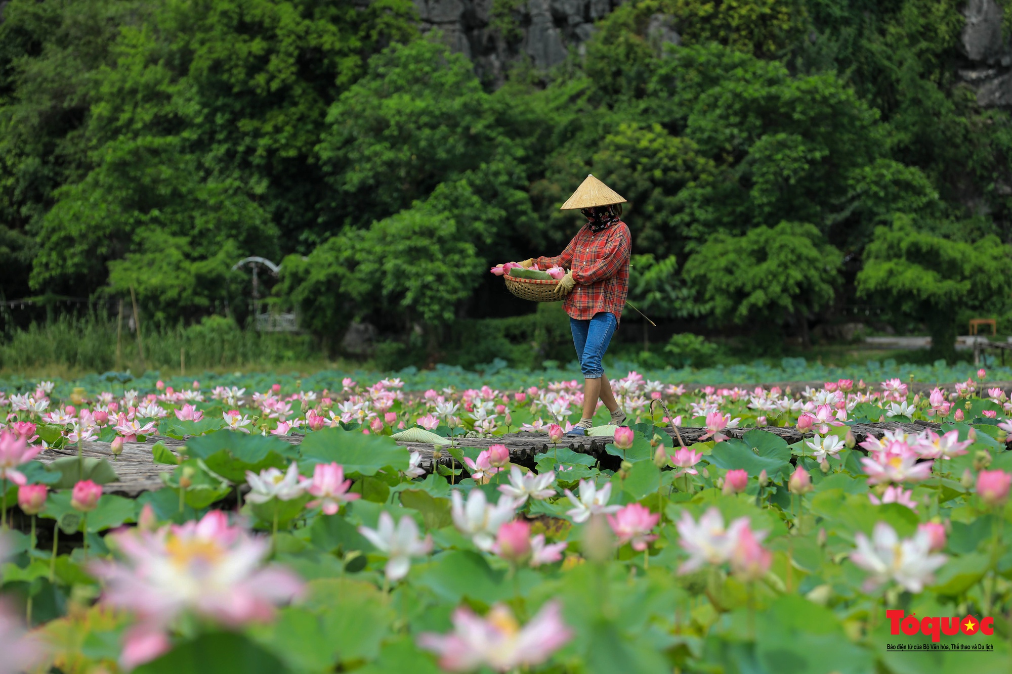 Chiêm ngưỡng đầm sen Hang Múa nở rộ dưới chân núi Ngọa Long - Ảnh 10.