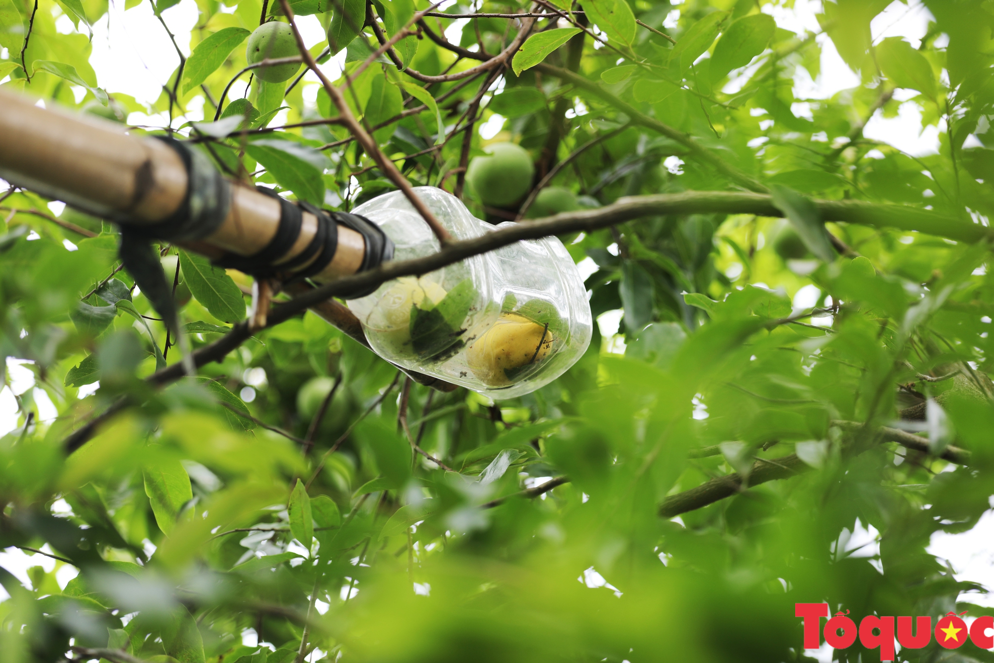 Cùng gánh thị của bà mang mùa thu ra phố - Ảnh 2.