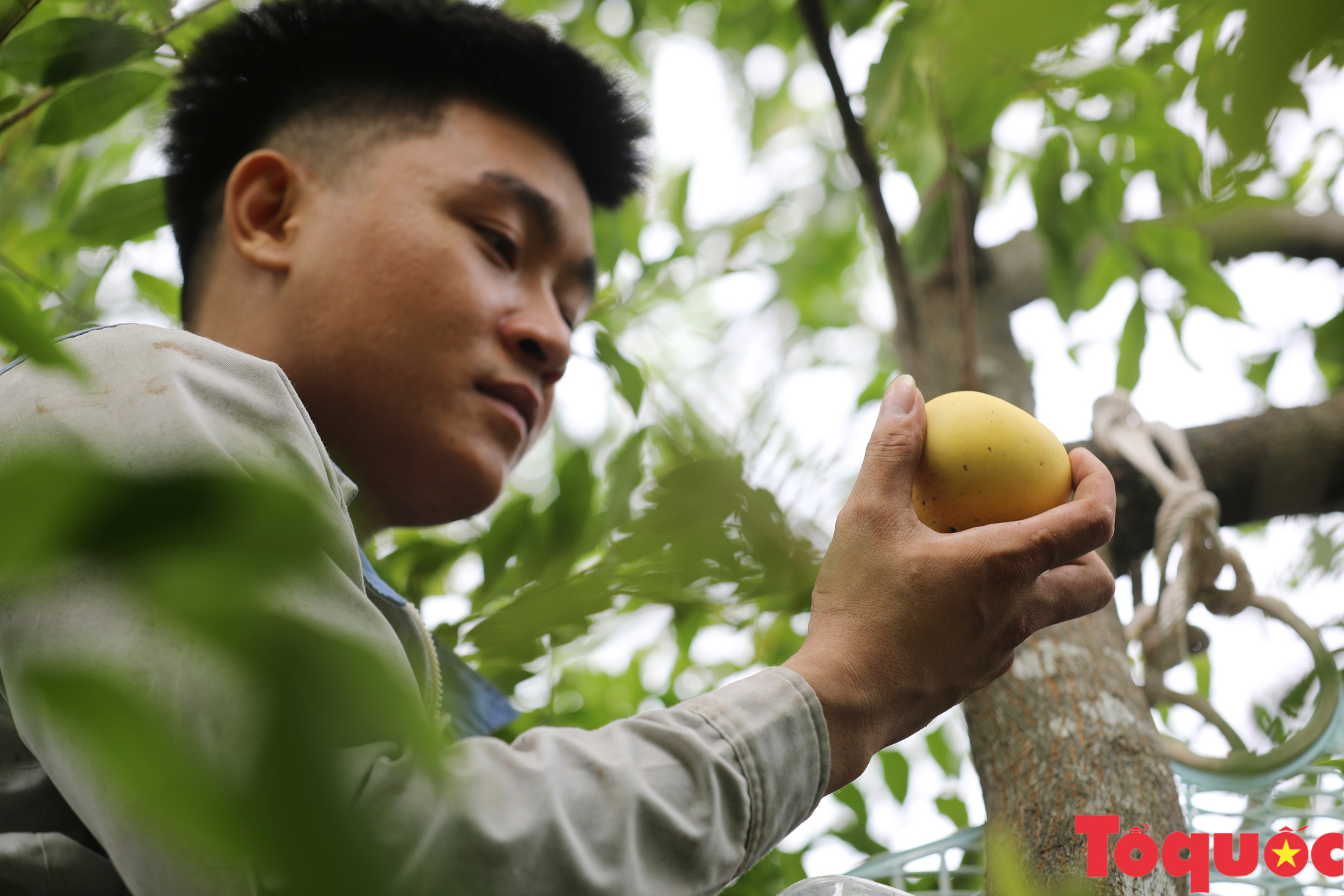 Cùng gánh thị của bà mang mùa thu ra phố - Ảnh 3.