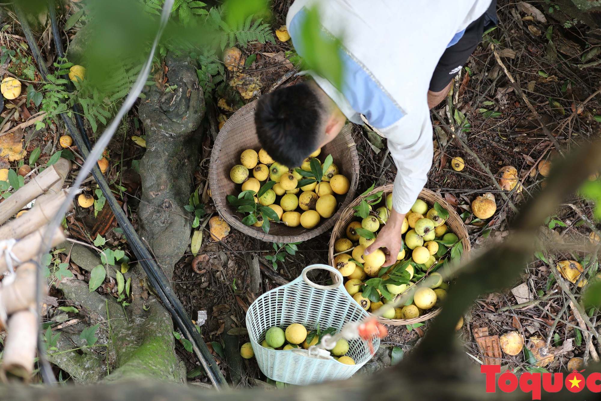 Cùng gánh thị của bà mang mùa thu ra phố - Ảnh 5.