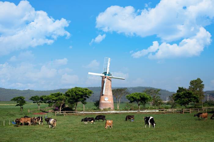 Cụm trang trại bò sữa Vinamilk Đà Lạt được vinh danh tại Giải thưởng Môi trường Việt Nam - Ảnh 3.