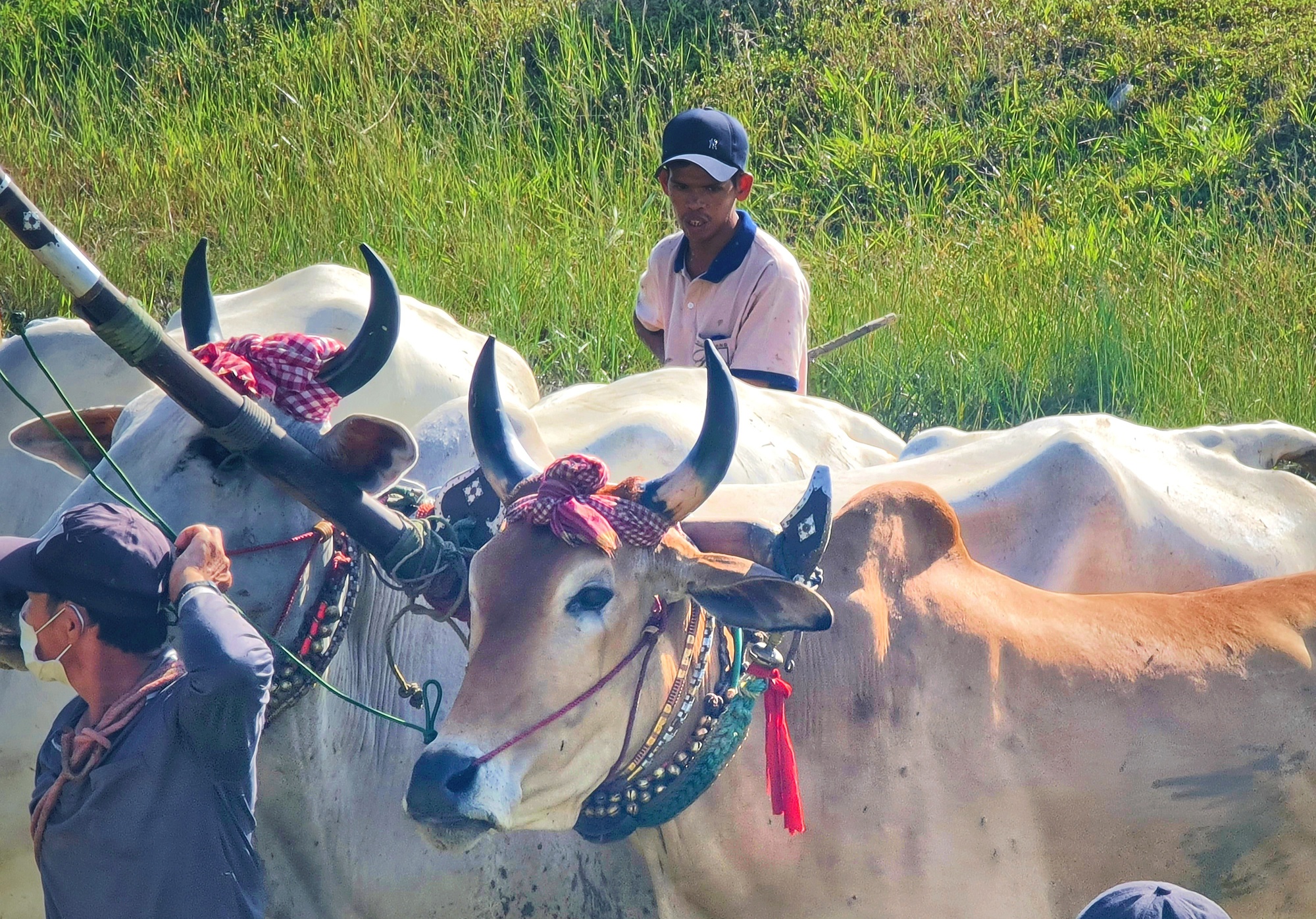 Những khoảnh khắc ấn tượng lại Lễ hội Đua bò lớn nhất  miền Tây, mỗi năm chỉ diễn ra 1 lần  - Ảnh 4.