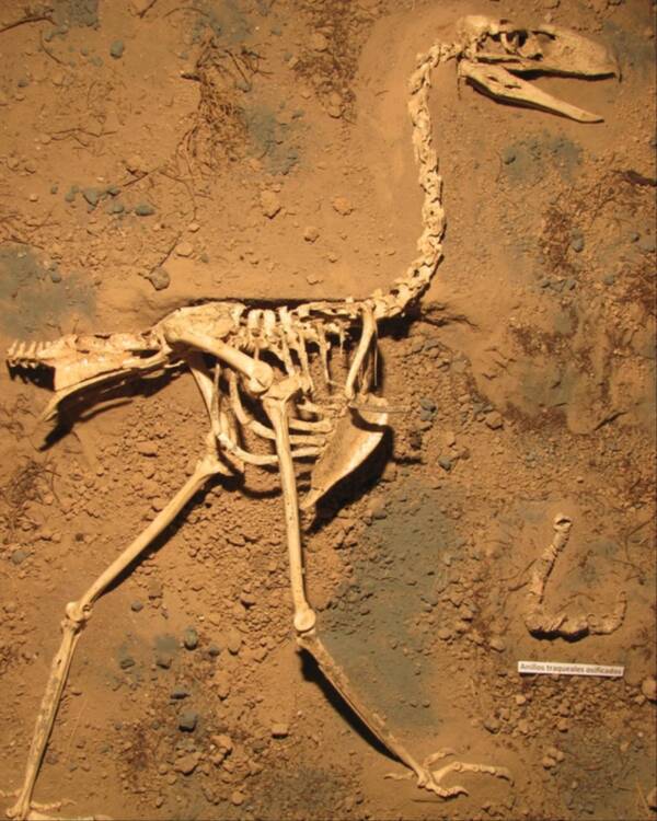 Tại sao chim khủng bố - Phorusrhacids lại là loài động vật ăn thịt đáng sợ nhất thời tiền sử? - Ảnh 1.