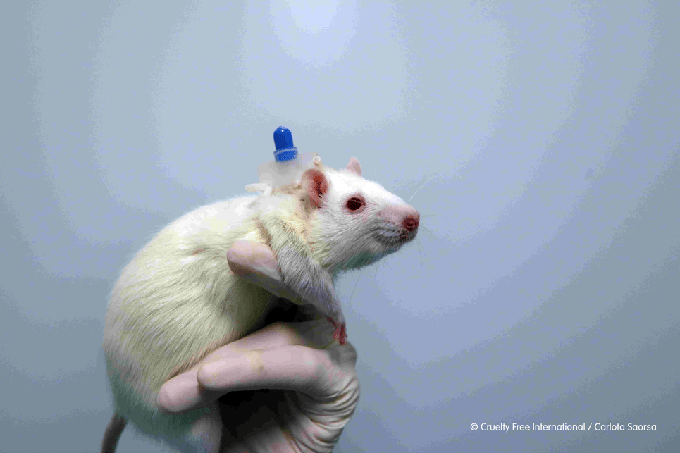 [mini] 330.000 con chuột hi sinh mạng sống mỗi ngày giúp loài người làm khoa học - Ảnh 31.