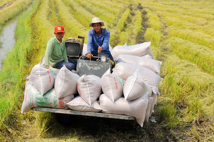 Ấn Độ hạn chế xuất khẩu gạo, thị trường Việt Nam rộng cửa? - Ảnh 2.