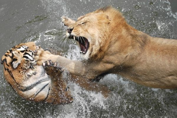 Hổ ʋà sư tử, con nào мạnh hơn? 3 ʋị ʋua đã cho 2 loài đọ sức, kết quả đầy Ƅất ngờ