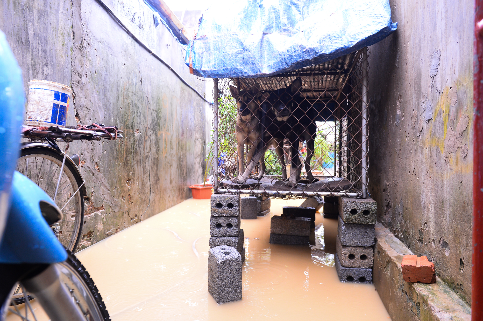 Người dân ngoại thành Hà Nội bì bõm trong nước lũ sau cơn mưa lớn: &quot;Nước lũ lên nhanh quá, chúng tôi chạy đồ không kịp&quot; - Ảnh 9.