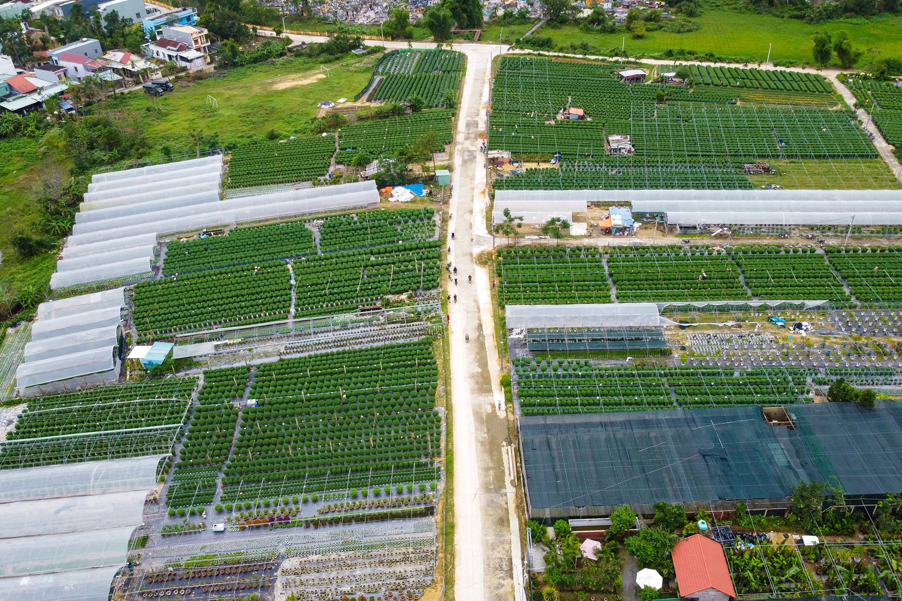 Sinh viên, công nhân thất nghiệp “ngắt hoa, bẻ nụ” kiếm tiền triệu tiêu Tết - Ảnh 5.