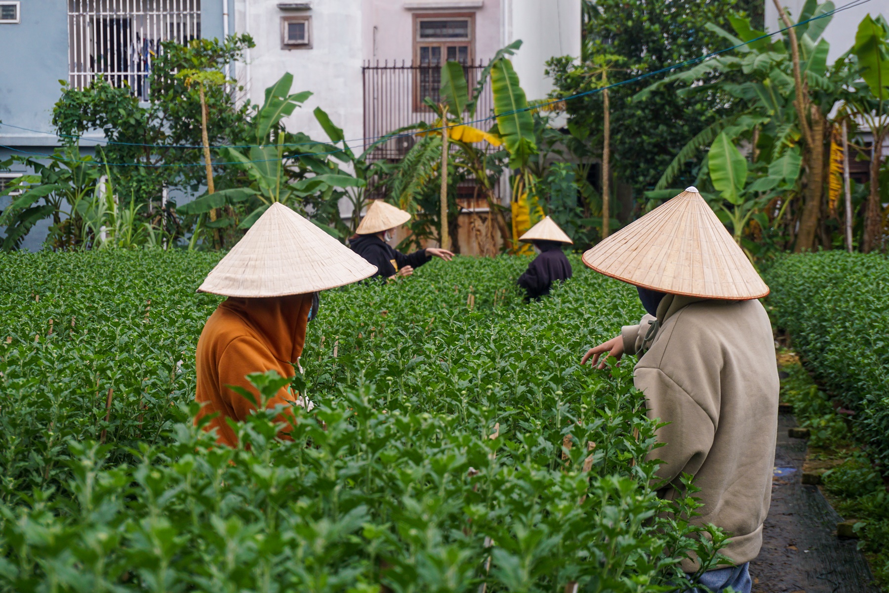 Sinh viên, công nhân thất nghiệp “ngắt hoa, bẻ nụ” kiếm tiền triệu tiêu Tết - Ảnh 12.