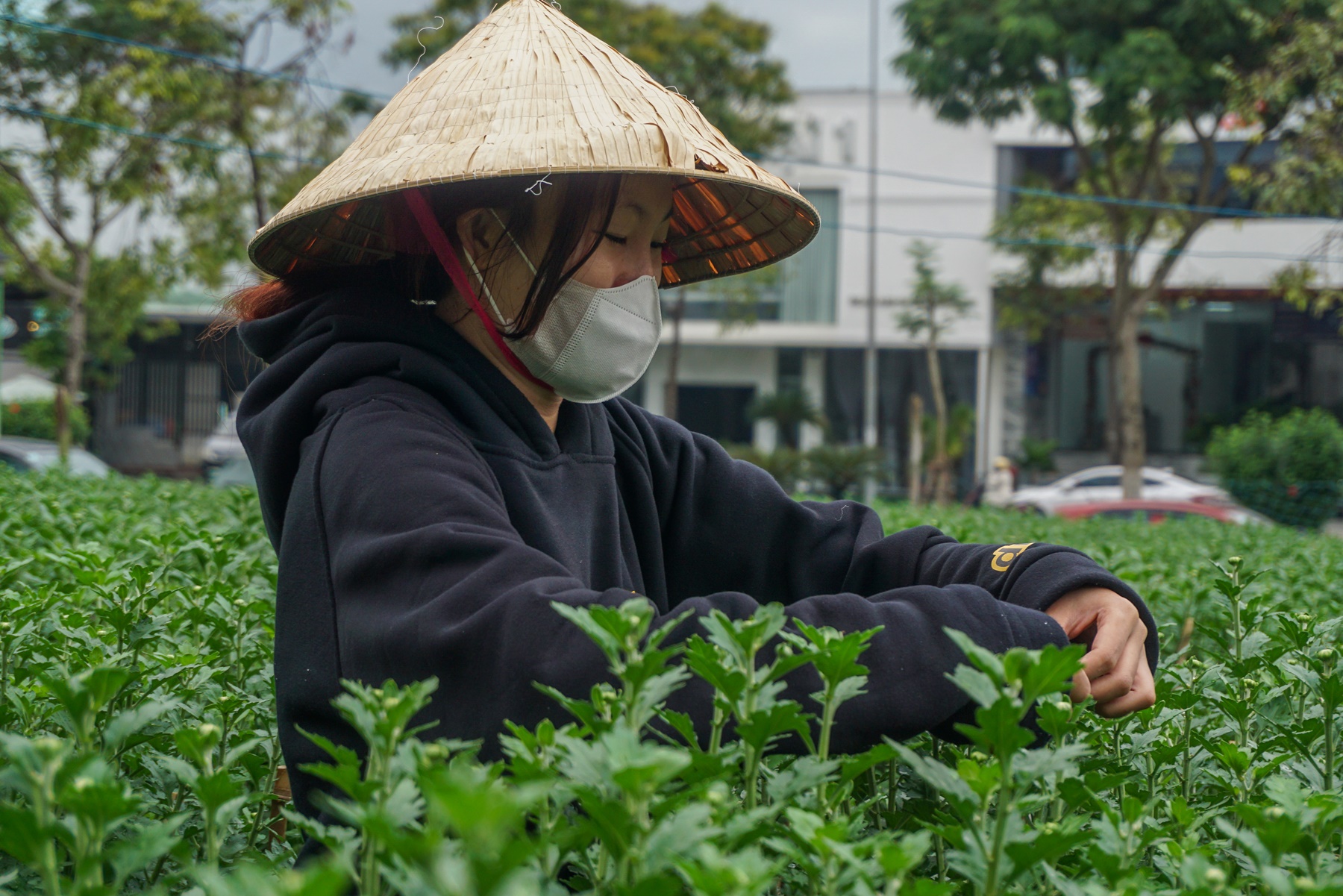 Sinh viên, công nhân thất nghiệp “ngắt hoa, bẻ nụ” kiếm tiền triệu tiêu Tết - Ảnh 14.