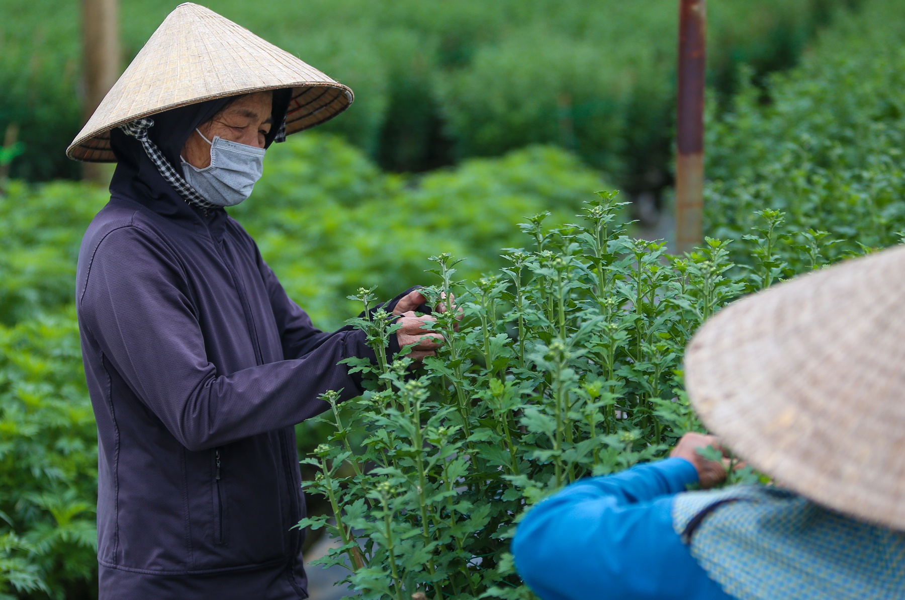 Sinh viên, công nhân thất nghiệp “ngắt hoa, bẻ nụ” kiếm tiền triệu tiêu Tết - Ảnh 9.