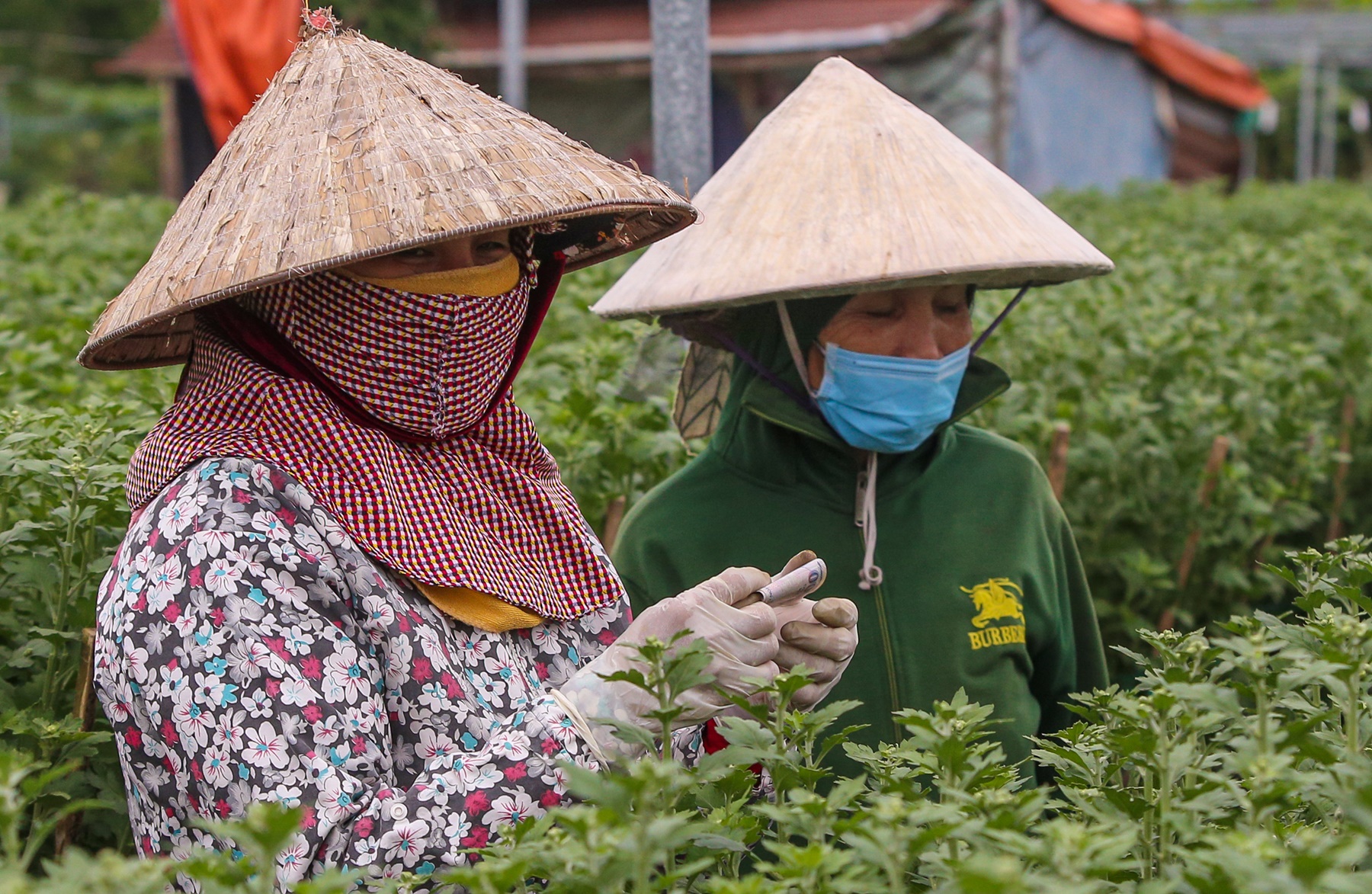 Sinh viên, công nhân thất nghiệp “ngắt hoa, bẻ nụ” kiếm tiền triệu tiêu Tết - Ảnh 17.