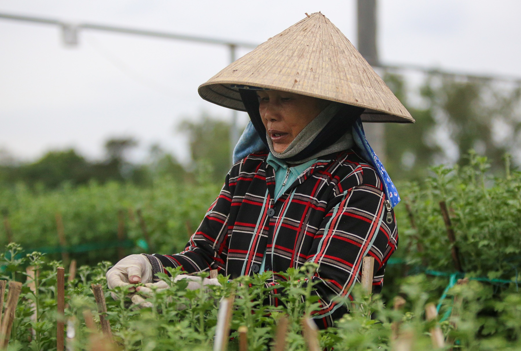 Sinh viên, công nhân thất nghiệp “ngắt lá, bẻ nụ hoa” kiếm tiền triệu tiêu Tết - Ảnh 3.