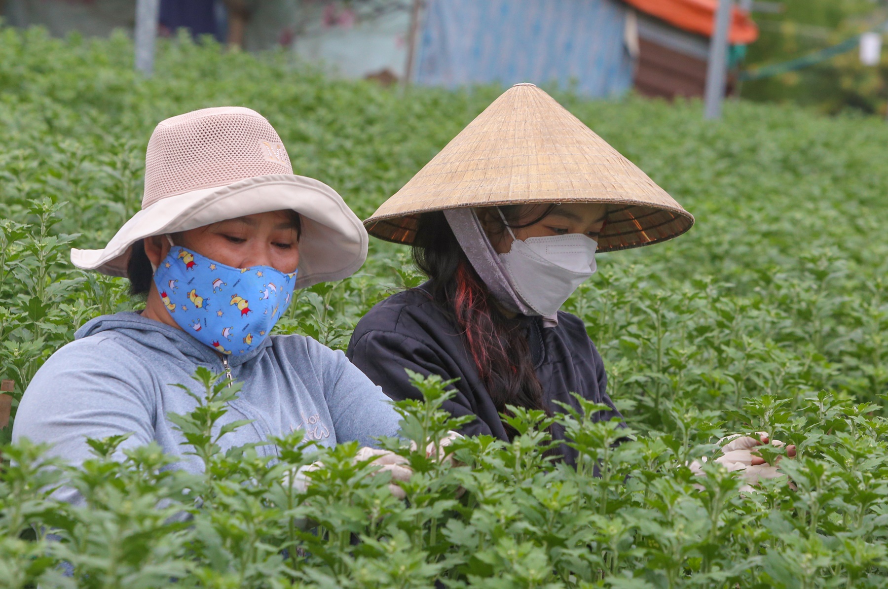 Sinh viên, công nhân thất nghiệp “ngắt hoa, bẻ nụ” kiếm tiền triệu tiêu Tết - Ảnh 13.