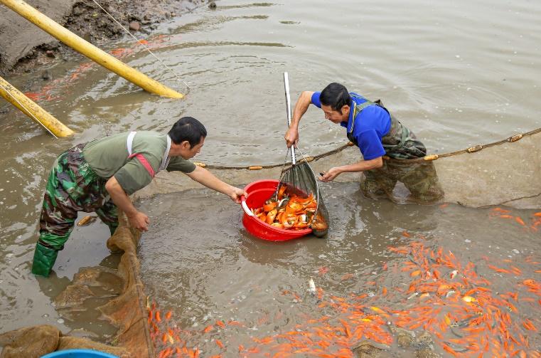 Người dân làng cá chép đỏ mỏi tay thu hoạch vì &quot;được mùa, trúng giá&quot; phục vụ Tết ông Công ông Táo - Ảnh 4.