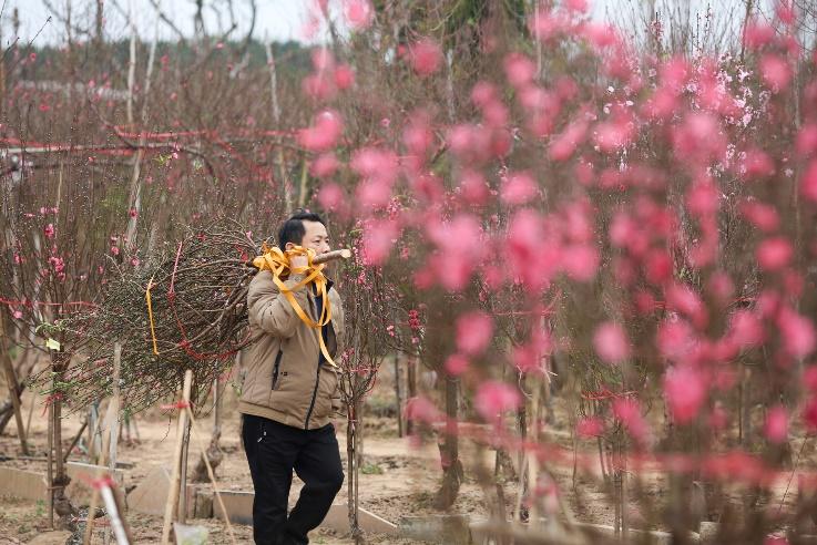 Làng đào Nhật Tân nườm nượp người mua, kẻ bán những ngày giáp Tết - Ảnh 4.