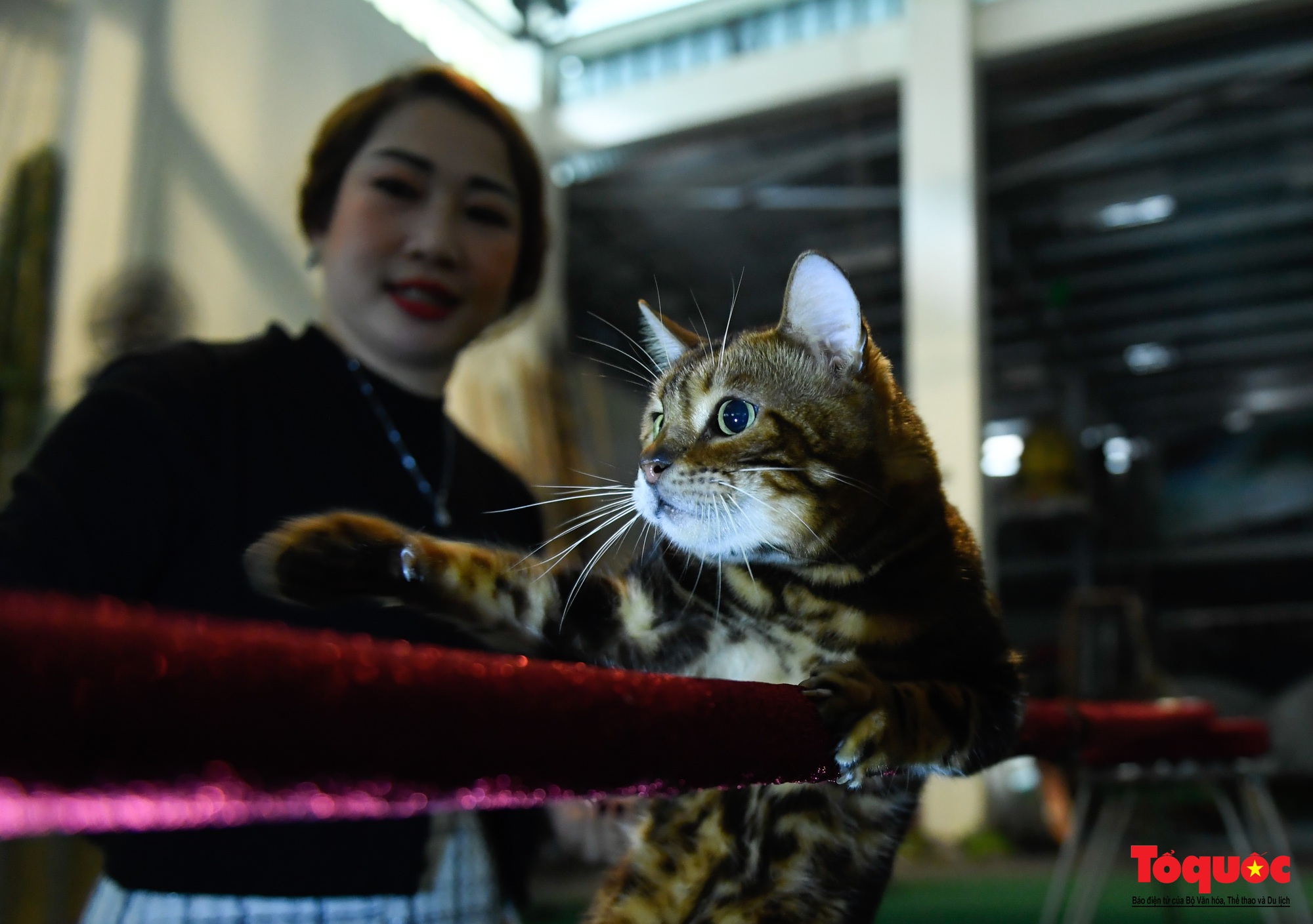 Gặp nghệ sĩ xiếc mèo chào Tết Nguyên đán Quý Mão - Ảnh 8.