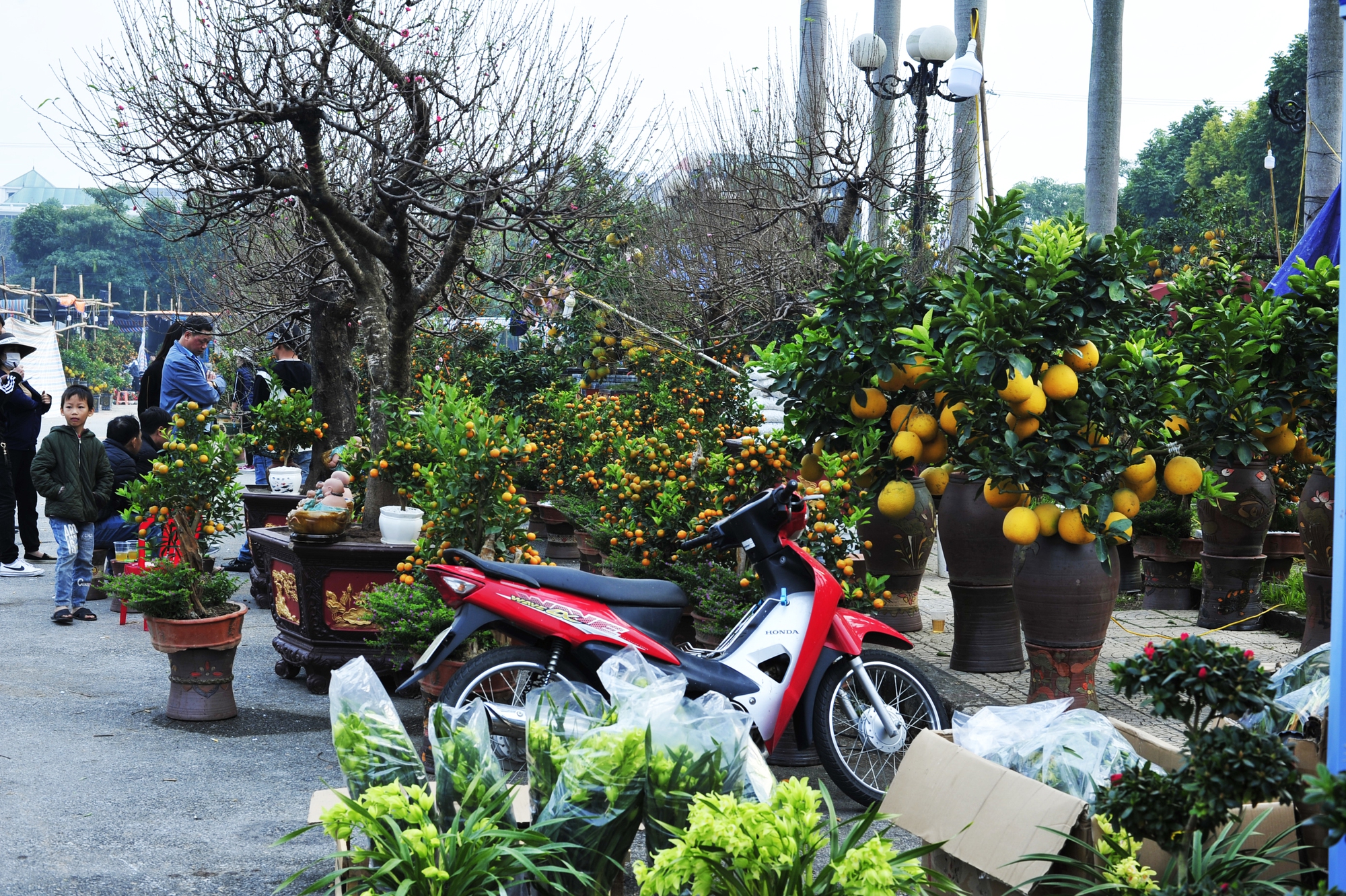 Hội chợ Xuân tỉnh Ninh Bình đa dạng cây cảnh