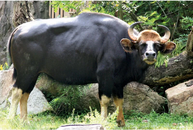 Độc lạ loài bò lớn nhất thế giới ở Việt Nam: Nặng tới 2 tấn, riêng túi mật đã lên tới 60 triệu - Ảnh 6.