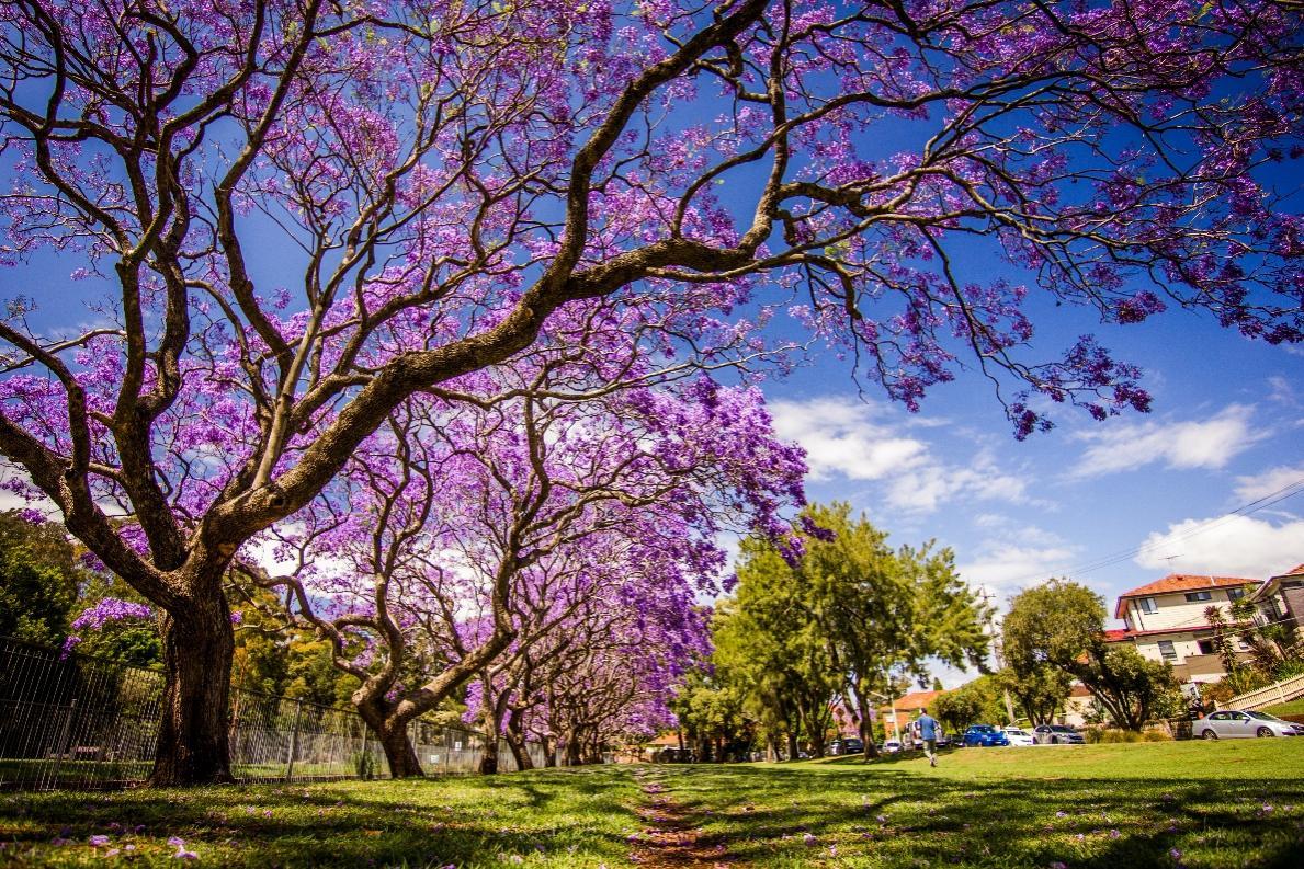 Vẻ đẹp thơ mộng của Australia vào mùa phượng tím - Ảnh 1.