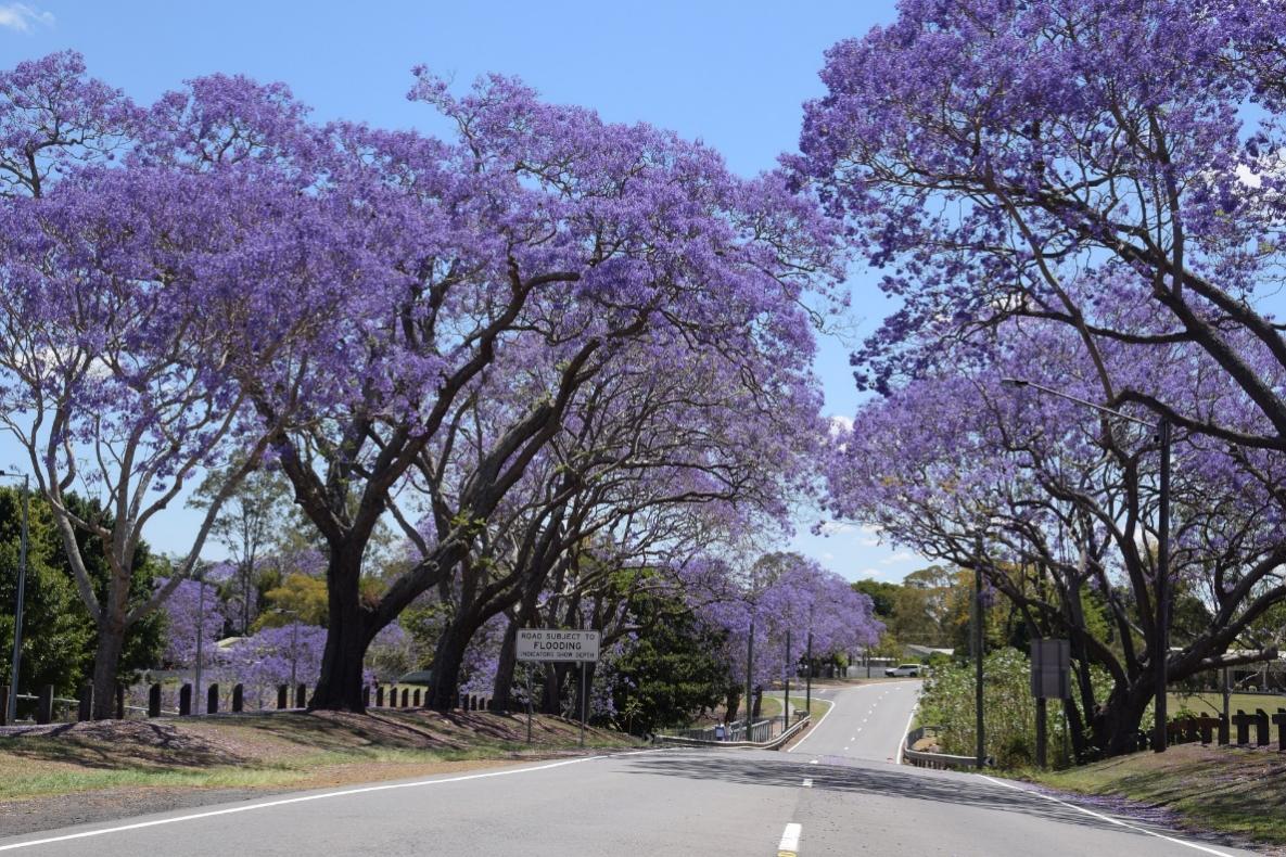 Vẻ đẹp thơ mộng của Australia vào mùa phượng tím - Ảnh 2.