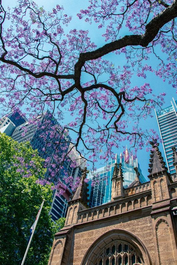 Vẻ đẹp thơ mộng của Australia vào mùa phượng tím - Ảnh 3.