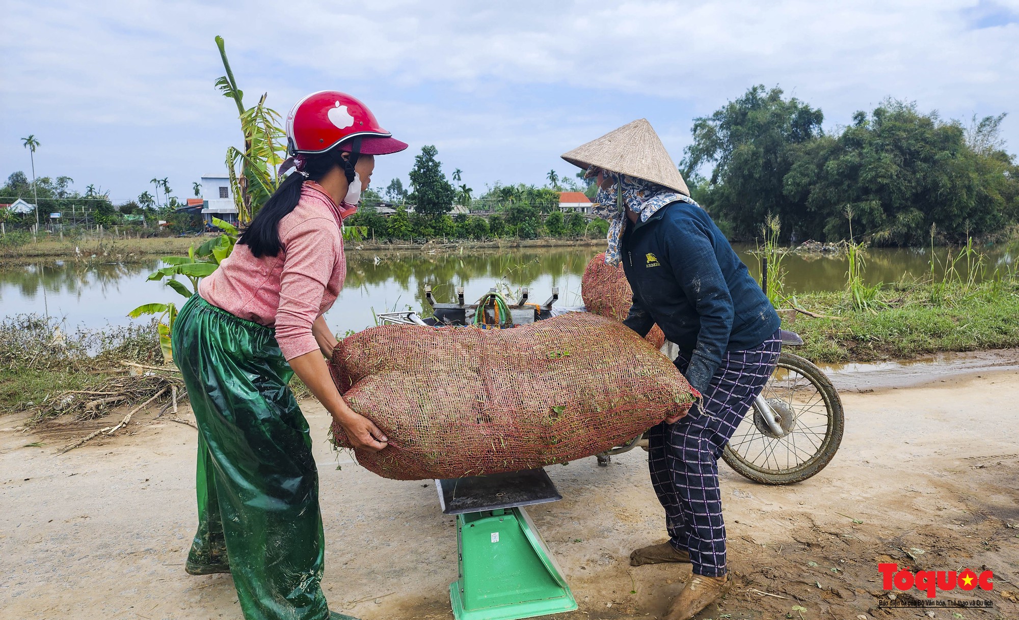 Sau lũ lớn, người dân tất tả ra đồng thu hoạch cây rau má - Ảnh 13.