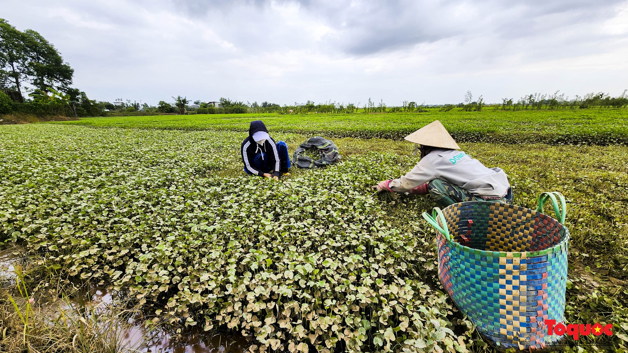 Sau lũ lớn, người dân tất tả ra đồng thu hoạch cây rau má - Ảnh 4.