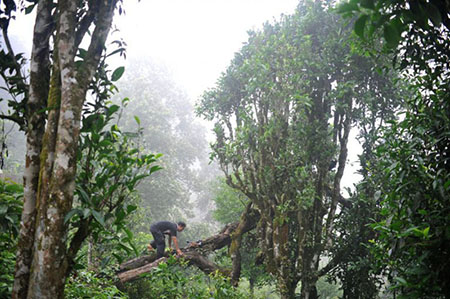 Độc lạ loài cây nghìn năm tuổi ở Việt Nam: Chỉ còn 60 gốc, giá thành phẩm 680 triệu đồng/kg - Ảnh 7.