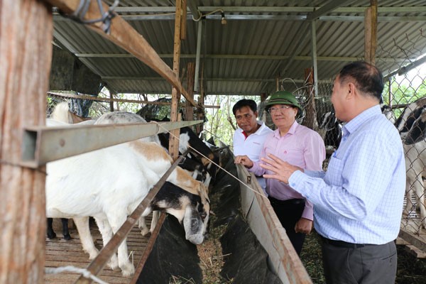 Ninh Thuận: Tín dụng chính sách là một trụ cột giảm nghèo, phát triển kinh tế - Ảnh 1.