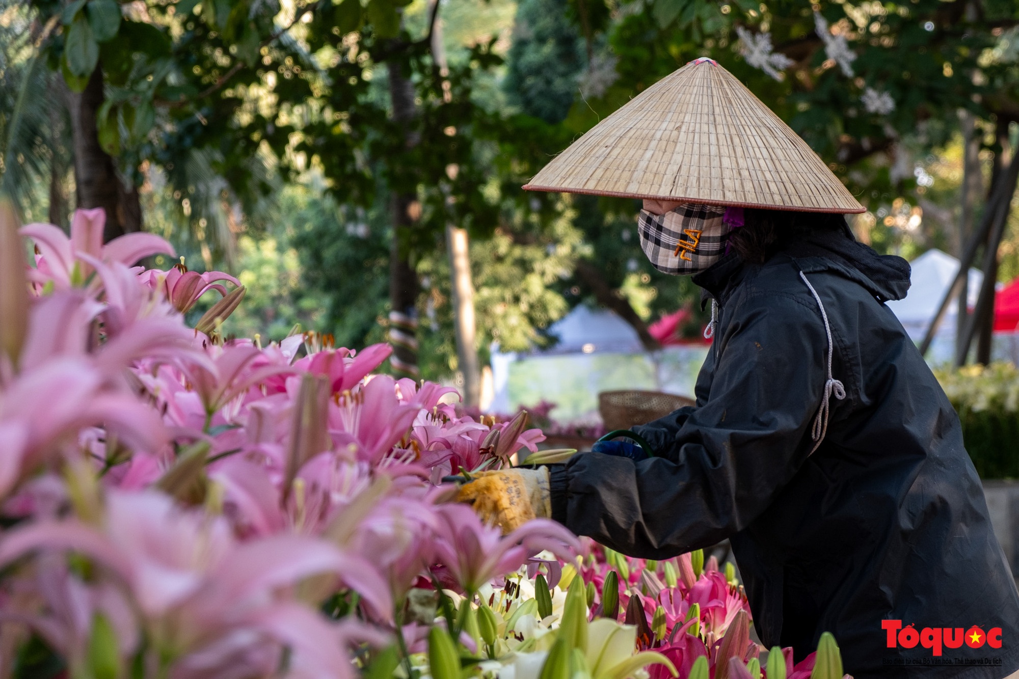 Ngắm nhìn 6 vạn cành hoa ly Hà Lan ở “Hà Nội miền hoa 2023” - Ảnh 10.