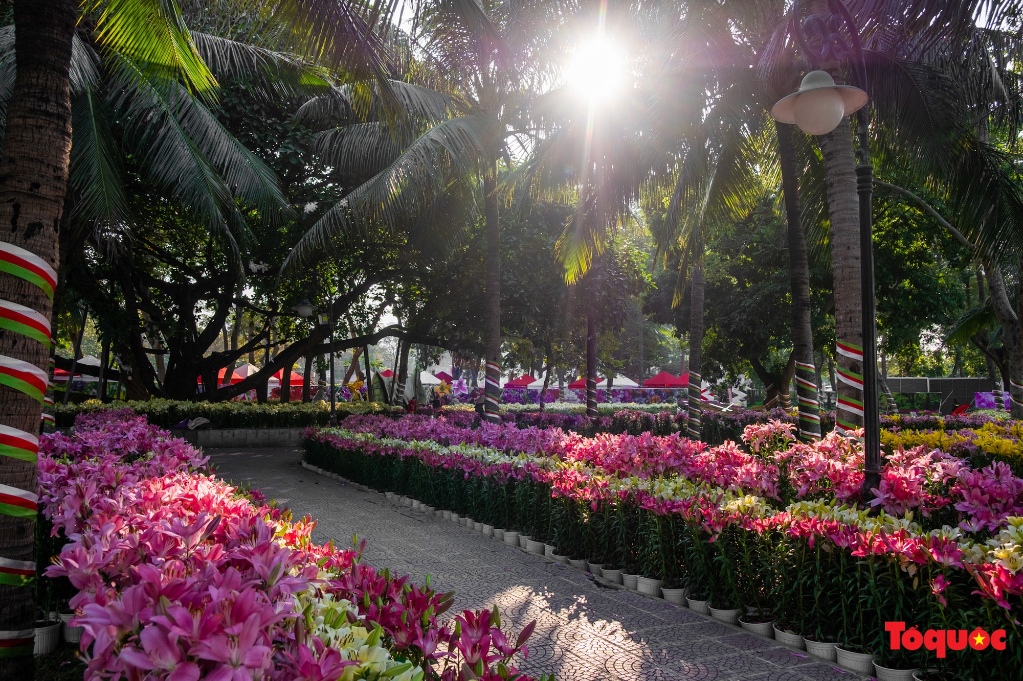 Ngắm nhìn 6 vạn cành hoa ly Hà Lan ở “Hà Nội miền hoa 2023” - Ảnh 16.