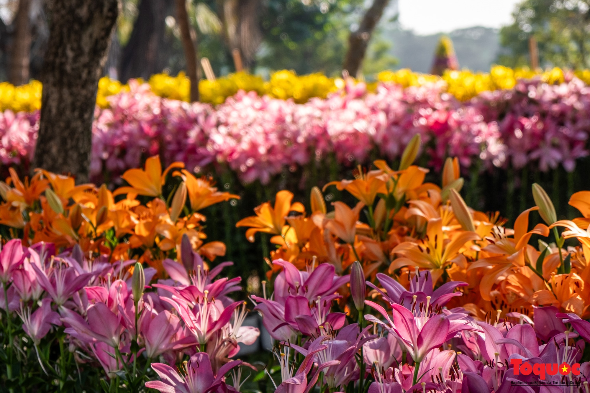 Ngắm nhìn 6 vạn cành hoa ly Hà Lan ở “Hà Nội miền hoa 2023” - Ảnh 4.