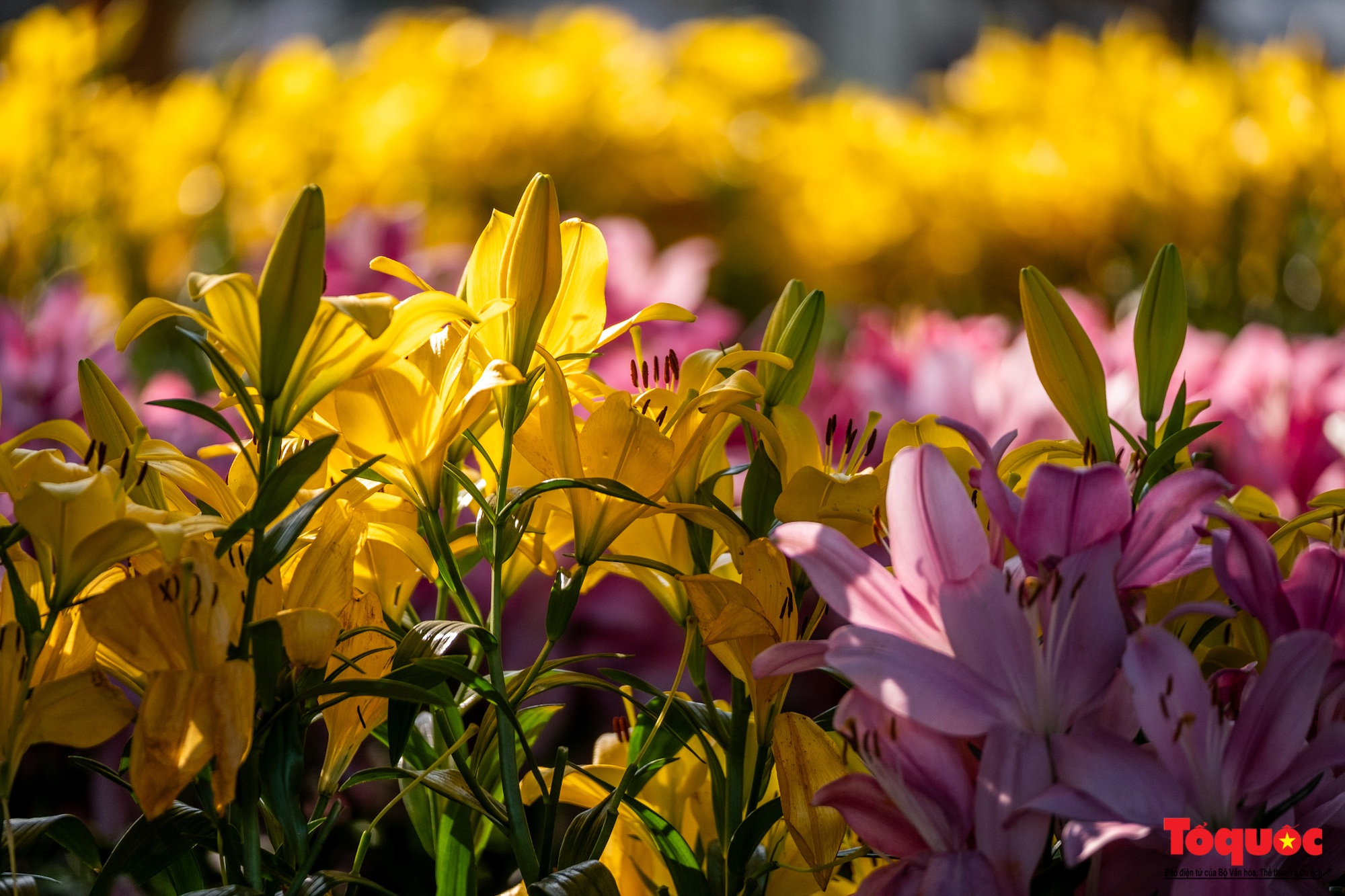 Ngắm nhìn 6 vạn cành hoa ly Hà Lan ở “Hà Nội miền hoa 2023” - Ảnh 9.