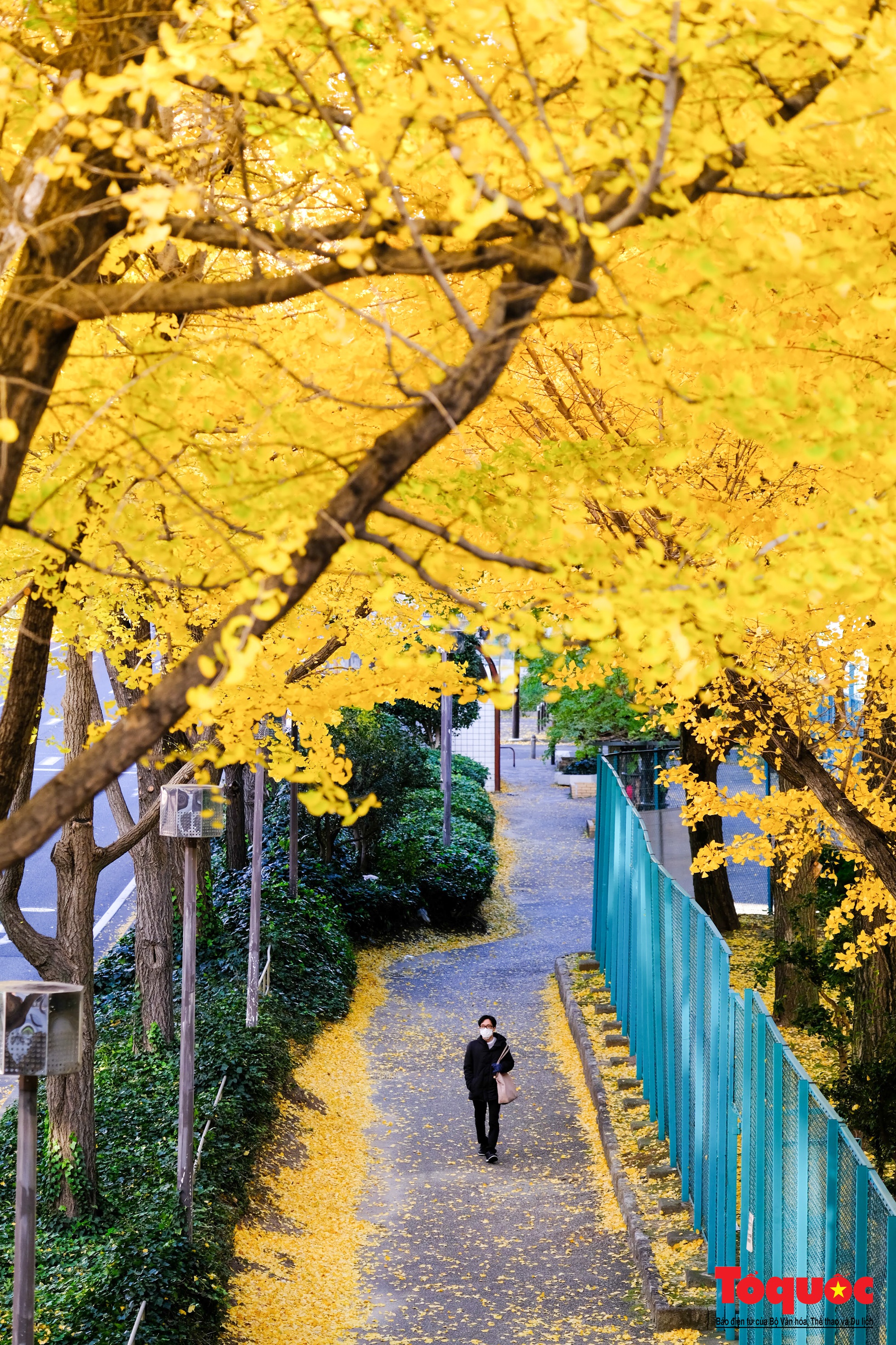 Sắc vàng rực rỡ trên con đường ngân hạnh ở Nhật Bản  - Ảnh 11.