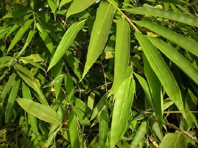 Loại cây là biểu tượng văn hóa Việt có công dụng chữa bệnh 'thay đổi thời tiết' vô cùng hiệu quả - Ảnh 1.