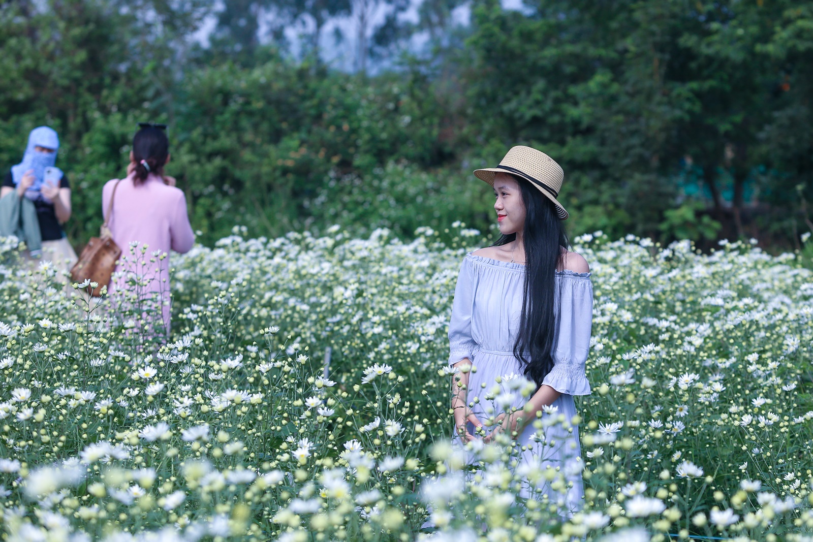 Du khách hào hứng check in vườn cúc họa mi trái mùa miễn phí ở Đà Nẵng - Ảnh 6.